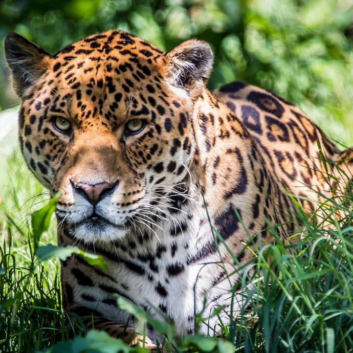 Dartmoor Zoo